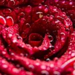 Lorem ipsum dolor sit amet consectetur