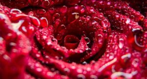 Read more about the article Lorem ipsum dolor sit amet consectetur