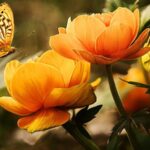 Quis ligula lacinia aliquet mauris ipsum