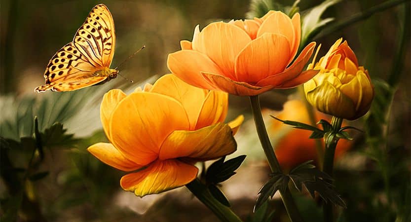 Read more about the article Quis ligula lacinia aliquet mauris ipsum