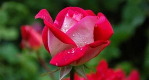 Read more about the article Pellentesque nibh aenean in scelerisque