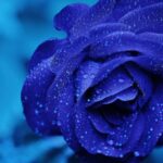 Cras metus sed aliquet risus a tortor