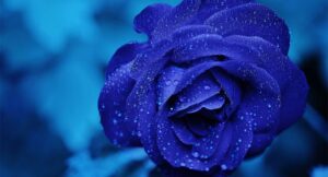 Read more about the article Cras metus sed aliquet risus a tortor