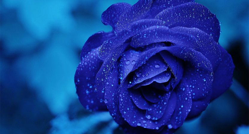 You are currently viewing Cras metus sed aliquet risus a tortor