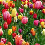 Nulla metus metus ullamcorper vel tincidunt