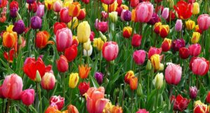 Read more about the article Nulla metus metus ullamcorper vel tincidunt