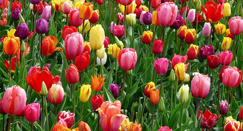 Read more about the article Nulla metus metus ullamcorper vel tincidunt